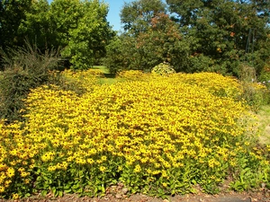 flourishing, Rudbekie