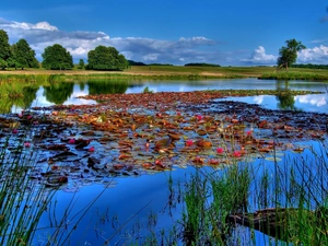 rushes, lake, lilies