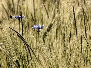 Blue, Ears, rye, cornflowers