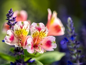 Sage, Flowers, Alstroemeria