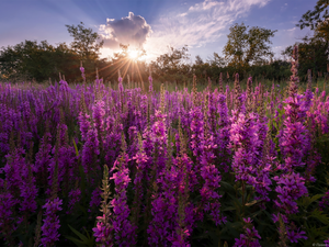 Flowers, Meadow, rays of the Sun, Lythrum Salicaria