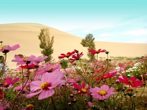 Flowers, Sand