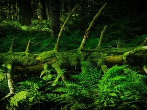 scrub, forest, trees, viewes, trunk, fern, Struck, mossy, trees