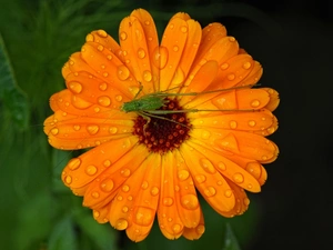 field, Marigold, sea-horse