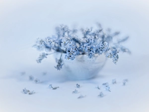 Blue, Sea Lavender, dish, Flowers