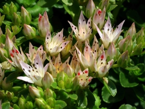Sedum, nature, Flowers