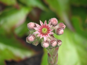 Flowers, Sempervivum, Pink