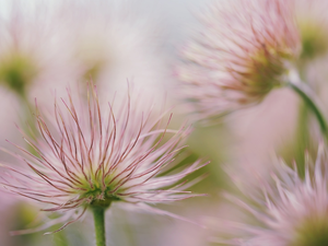 seedheads, Flowers, pasque