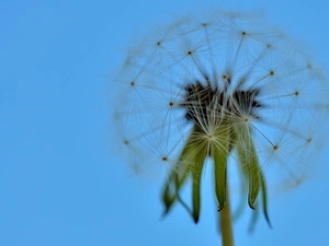 dandelion, seeds