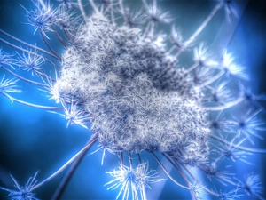 dandelion, seeds