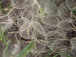 dandelion, Seeds