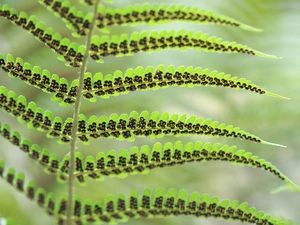 Seeds, leaf, Fern