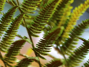 Seeds, Fern, plant