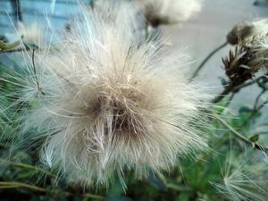 Seeds, thistle