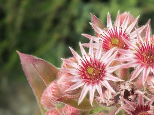 Ciliate, Colourfull Flowers, Sempervivum