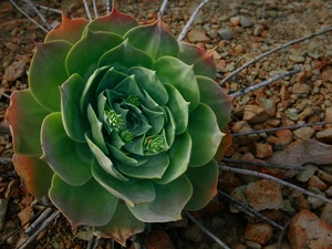 Sempervivum