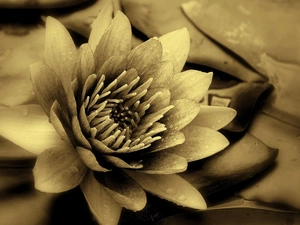 sepia, Lily, water