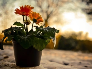 snow, gerberas, shadow, pot