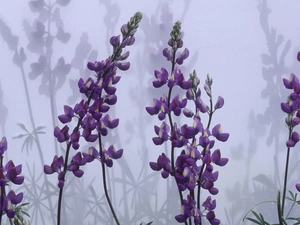 shadows, Violet, lupine