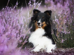 shetland Sheepdog, heather