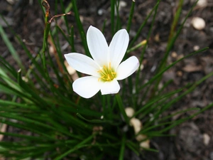 White, green ones, shoots, Zefirant