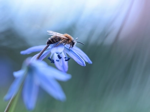 Siberian squill, bee