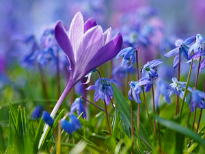 grass, blur, crocus, Siberian squill, Flowers