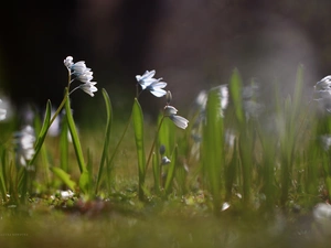 Siberian squill, Flowers