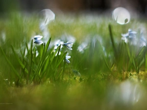 Siberian squill, Flowers