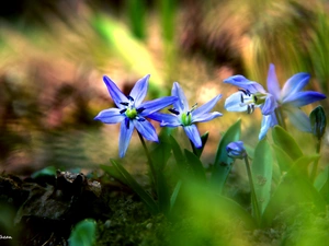 Siberian squill, Flowers