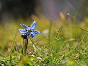 Siberian squill, grass