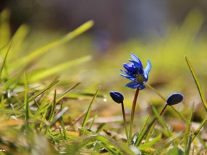 Siberian squill, grass