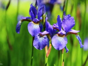 Siberian Iris, iris