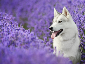Siberian Husky, lavender