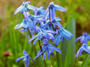 Siberian squill, rapprochement