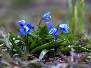 Siberian squill