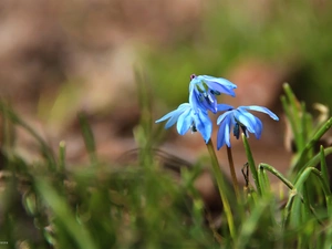 Siberian squill