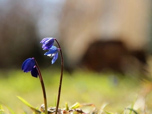 Siberian squill