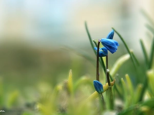 Siberian squill