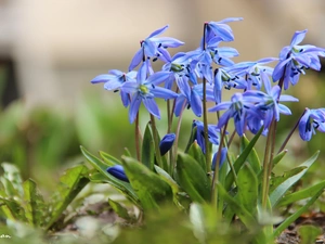 Siberian squill