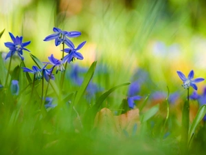 squill, Siberian