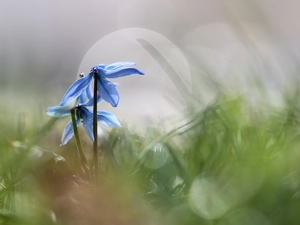 Blue, Siberian squill, rapprochement, Flowers