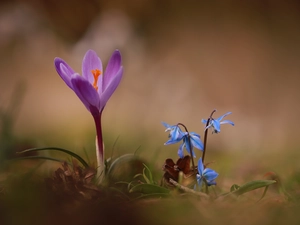 Flowers, Spring, crocus, Siberian squill, Violet