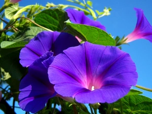 Sky, Violet, bindweed