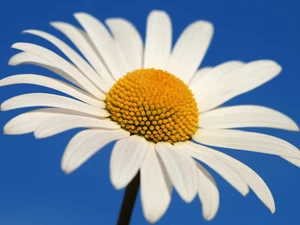 Daisy, flakes, Sky, White