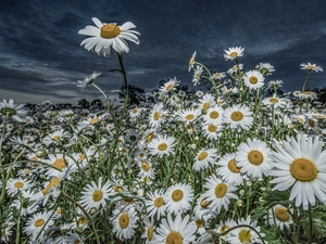 Sky, Flowers, chamomile