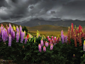 Sky, clouds, lupine, Mountains, Flowers