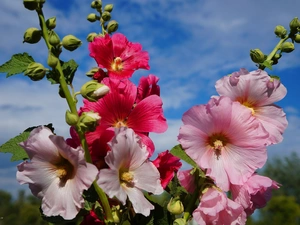 color, bouquet, Sky, Hollyhocks