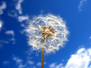 Sky, White, dandelion