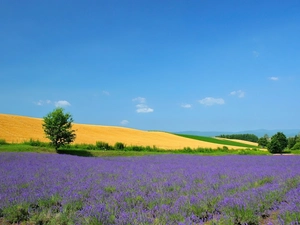 Field, Sky, Narrow-Leaf Lavender, trees